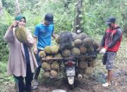 Panen raya durian di Lubuklinggau membuat harga buah lokal mulai Rp10 ribu. Simak lokasi penjualan, pilihan ukuran, dan daya tariknya bagi pembeli.