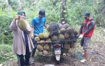 Panen raya durian di Lubuklinggau membuat harga buah lokal mulai Rp10 ribu. Simak lokasi penjualan, pilihan ukuran, dan daya tariknya bagi pembeli.