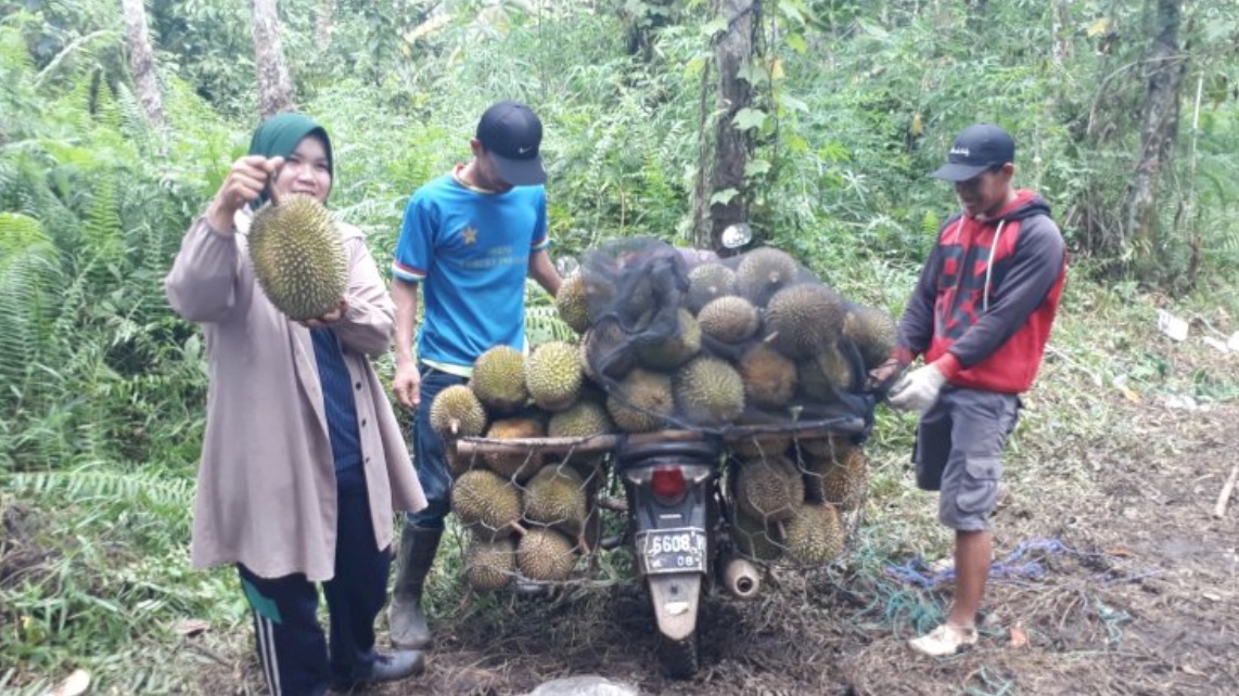 Panen raya durian di Lubuklinggau membuat harga buah lokal mulai Rp10 ribu. Simak lokasi penjualan, pilihan ukuran, dan daya tariknya bagi pembeli.