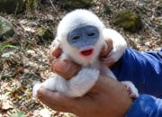 Bayi surili berhasil diselamatkan dari kebakaran Gunung Ciremai dan dipertemukan kembali dengan induknya berkat aksi relawan Masyarakat Peduli Ap