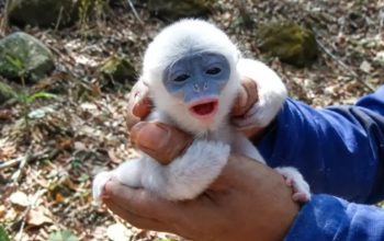 Bayi surili berhasil diselamatkan dari kebakaran Gunung Ciremai dan dipertemukan kembali dengan induknya berkat aksi relawan Masyarakat Peduli Ap