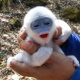 Bayi surili berhasil diselamatkan dari kebakaran Gunung Ciremai dan dipertemukan kembali dengan induknya berkat aksi relawan Masyarakat Peduli Ap